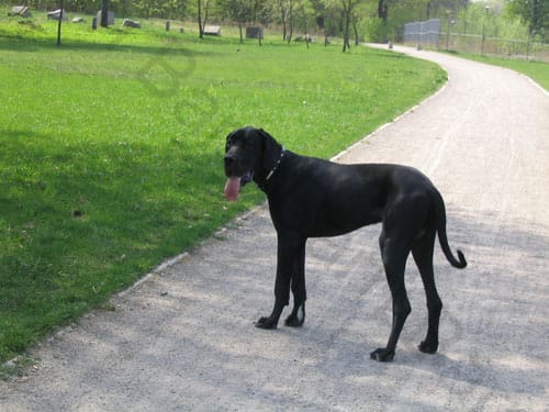 Barri pargiteel